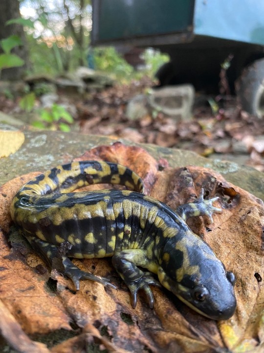 Eastern Tiger Salamander